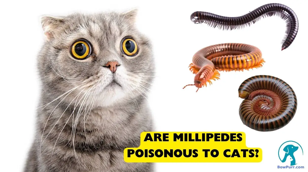 Are Millipedes Poisonous to Cats