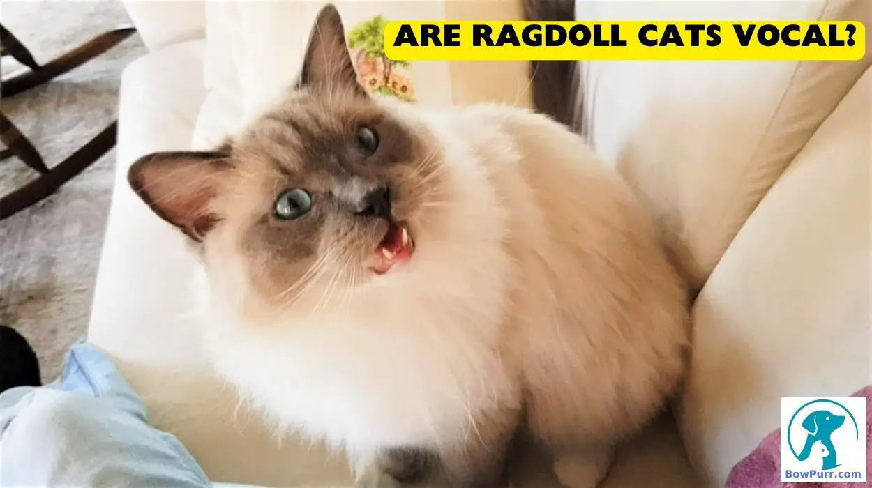 Are Ragdoll Cats Vocal