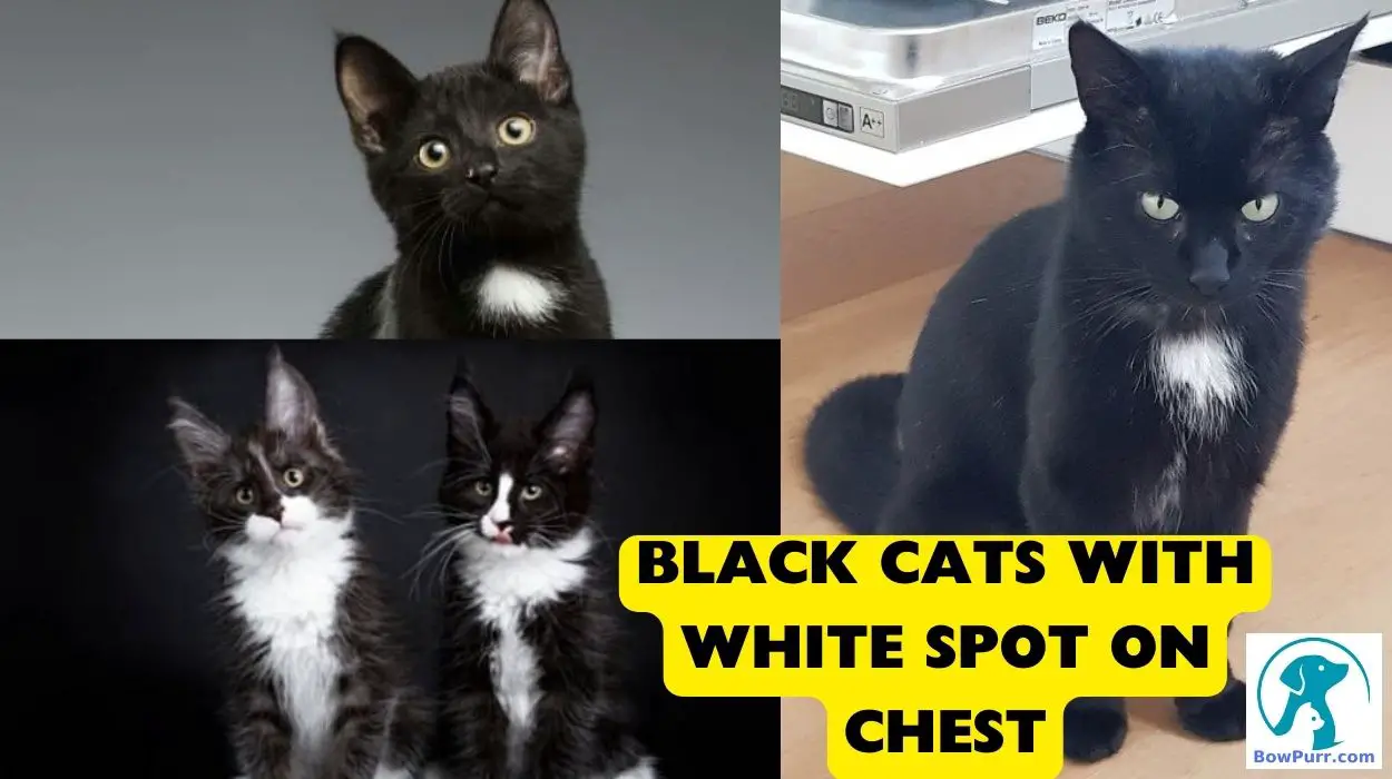 Black Cats with White Spot on Chest