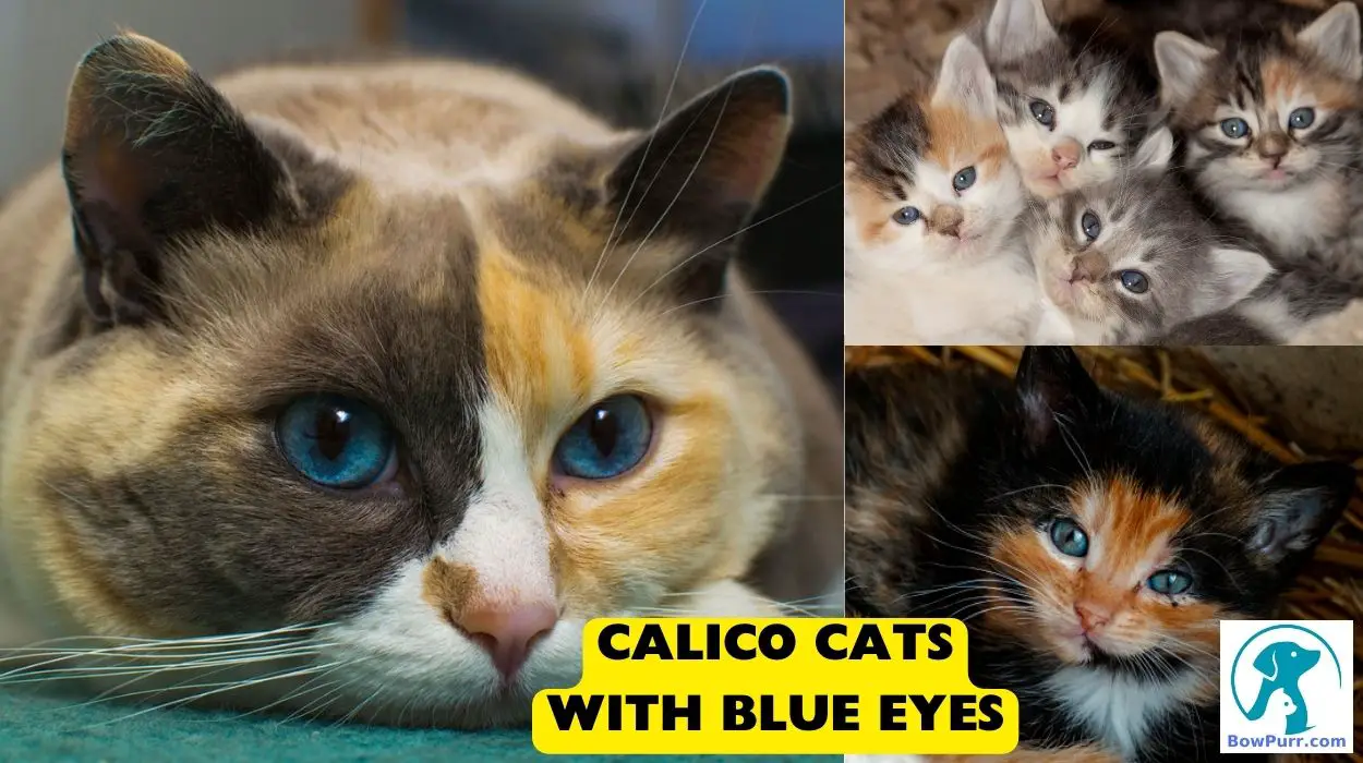 Calico Cats with Blue Eyes
