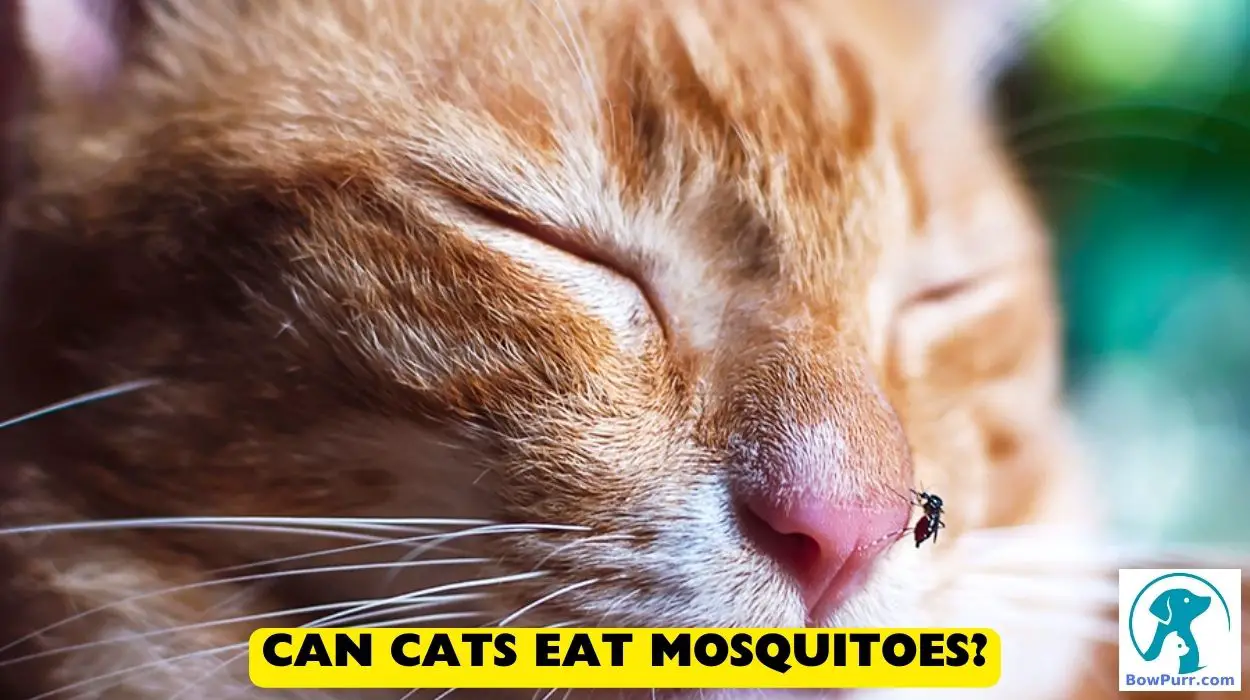 Can Cats Eat Mosquitoes