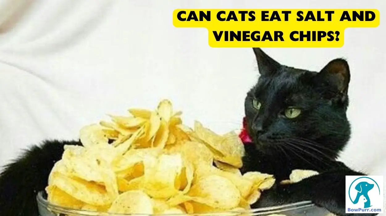 Can Cats Eat Salt and Vinegar Chips