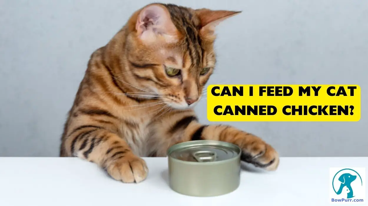 Can I Feed My Cat Canned Chicken