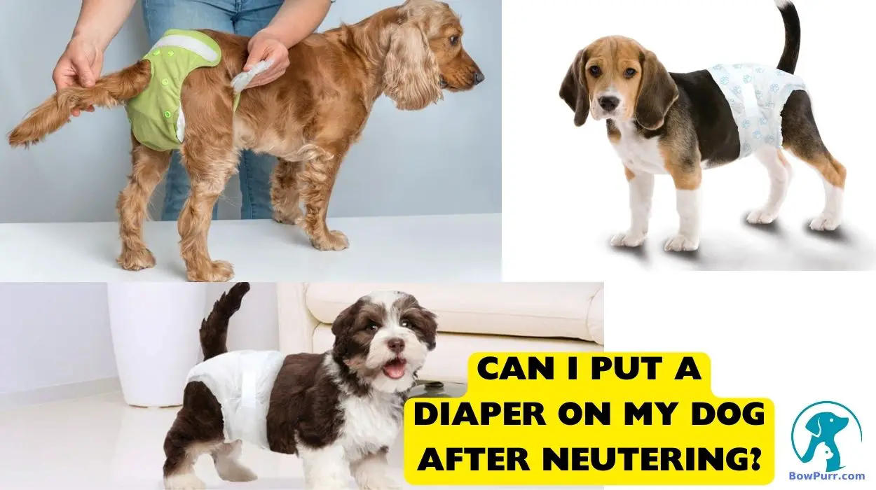 Can I Put a Diaper on My Dog After Neutering