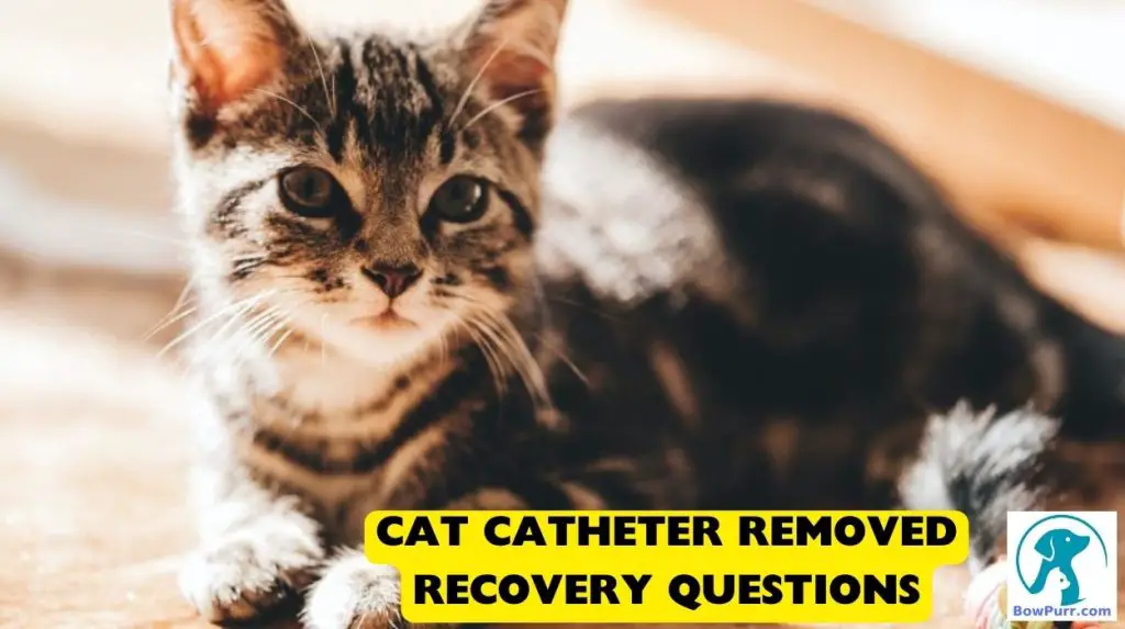 Cat Catheter Removed Recovery Questions BowPurr