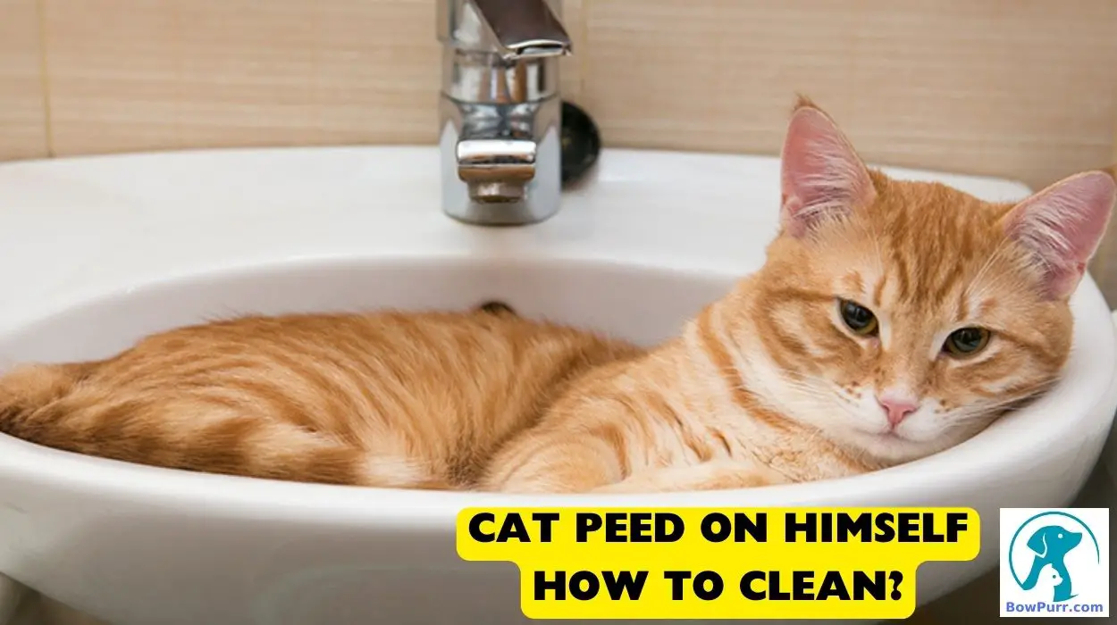 Cat Peed on Himself how To Clean