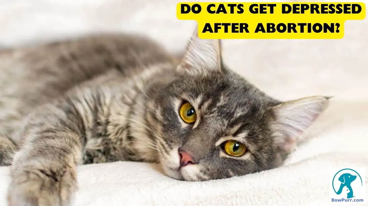Do Cats Get Depressed After Abortion