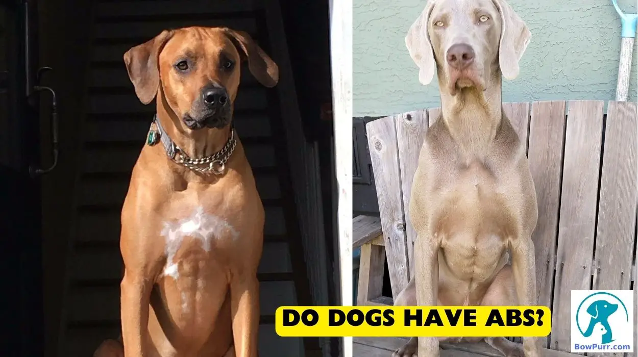 Do Dogs Have Abs