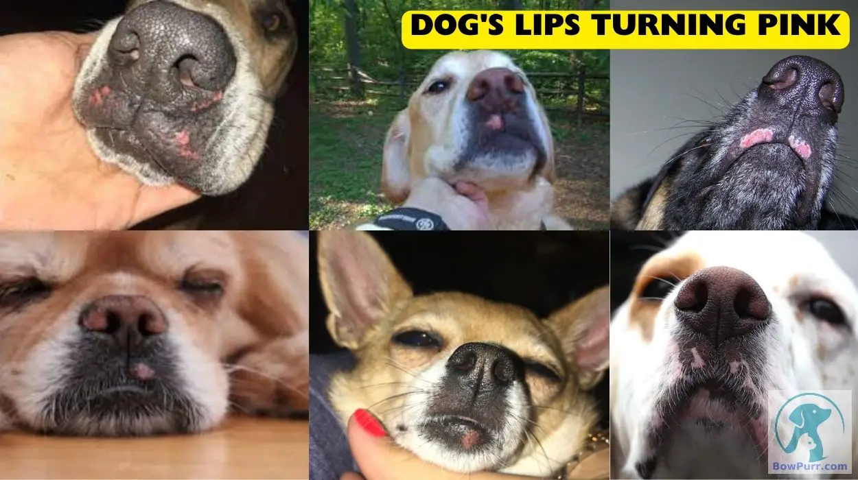 Dog's Lips Turning Pink