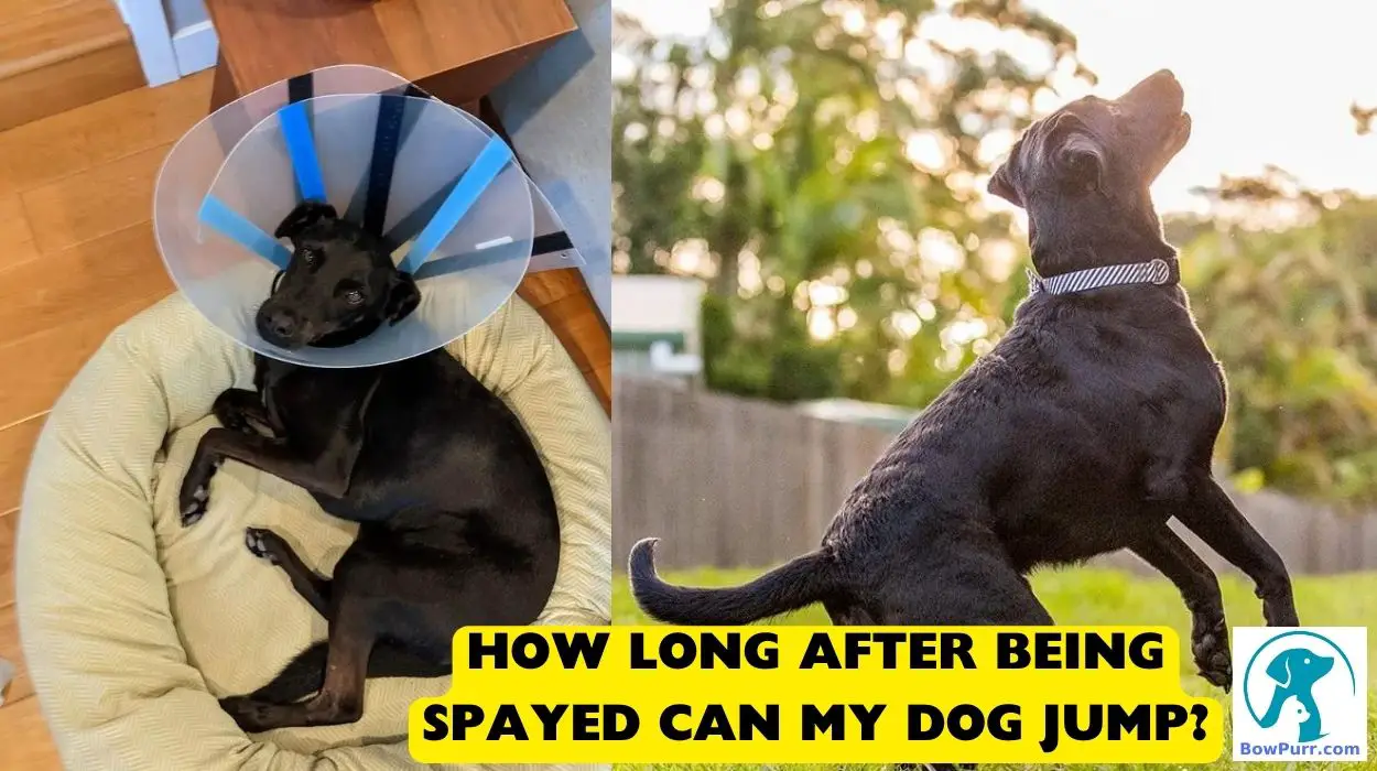 How Long After Being Spayed Can My Dog Jump