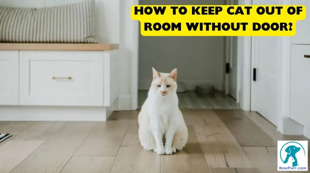 How To Keep Cat Out Of Room Without Door? - Bowpurr