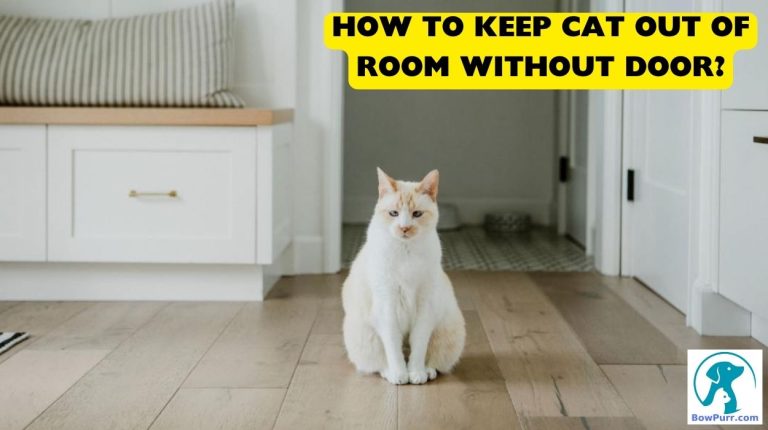 How to Keep Cat Out Of Room without Door? - BowPurr