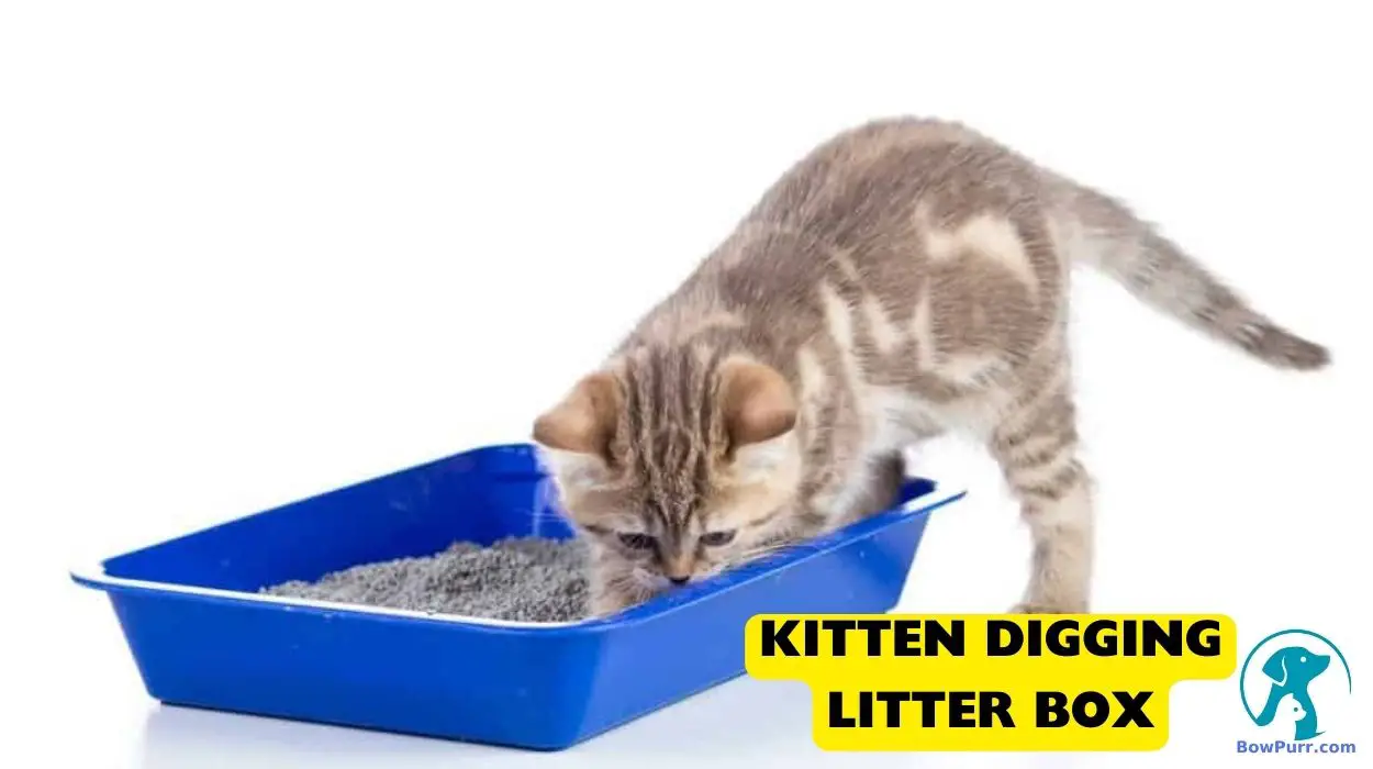 Kitten Meows when Digging in Litter Box