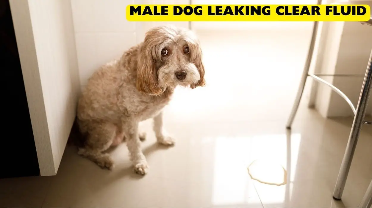 Male Dog Leaking Clear Fluid - BowPurr