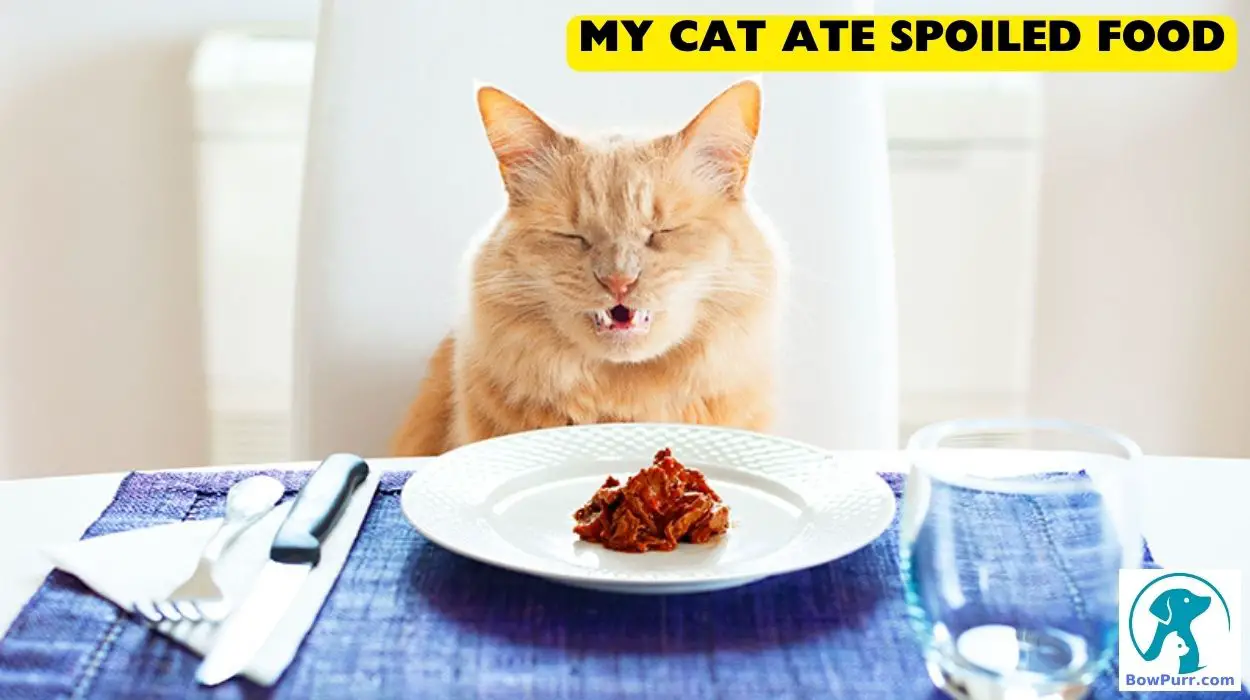 My Cat Ate Spoiled Food