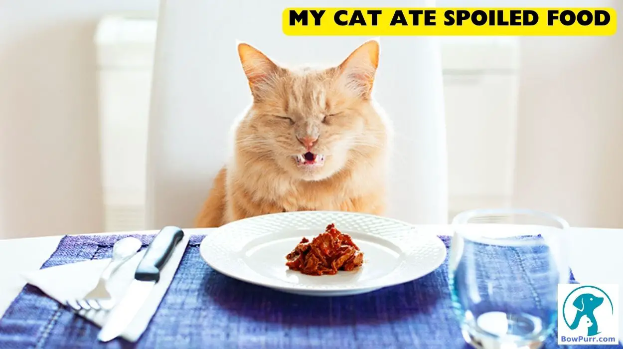 Cat ate shop spoiled wet food