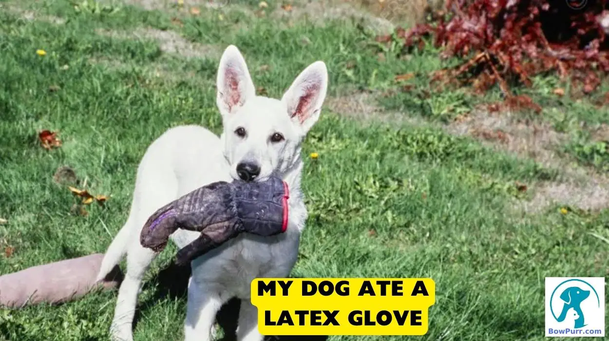 My Dog Ate A Latex Glove