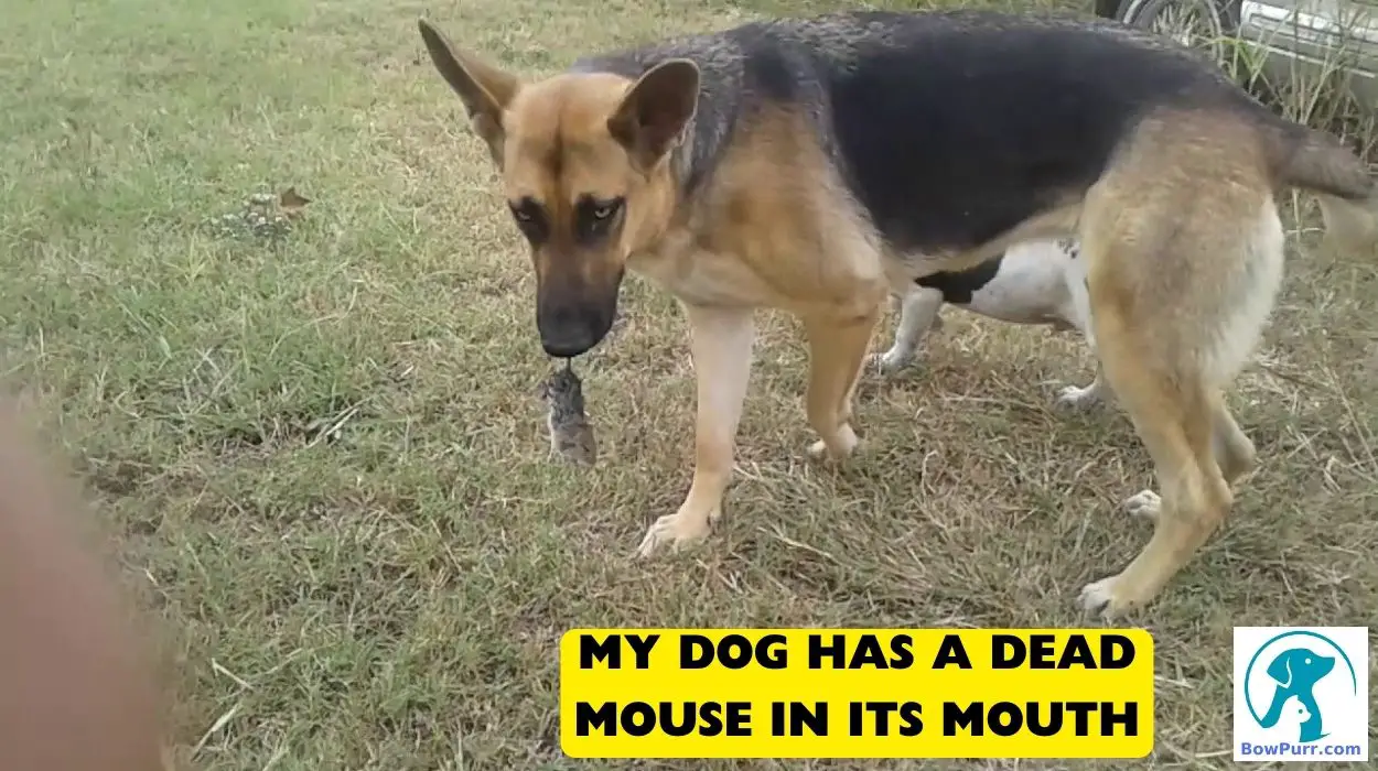 My Dog Has A Dead Mouse In Its Mouth