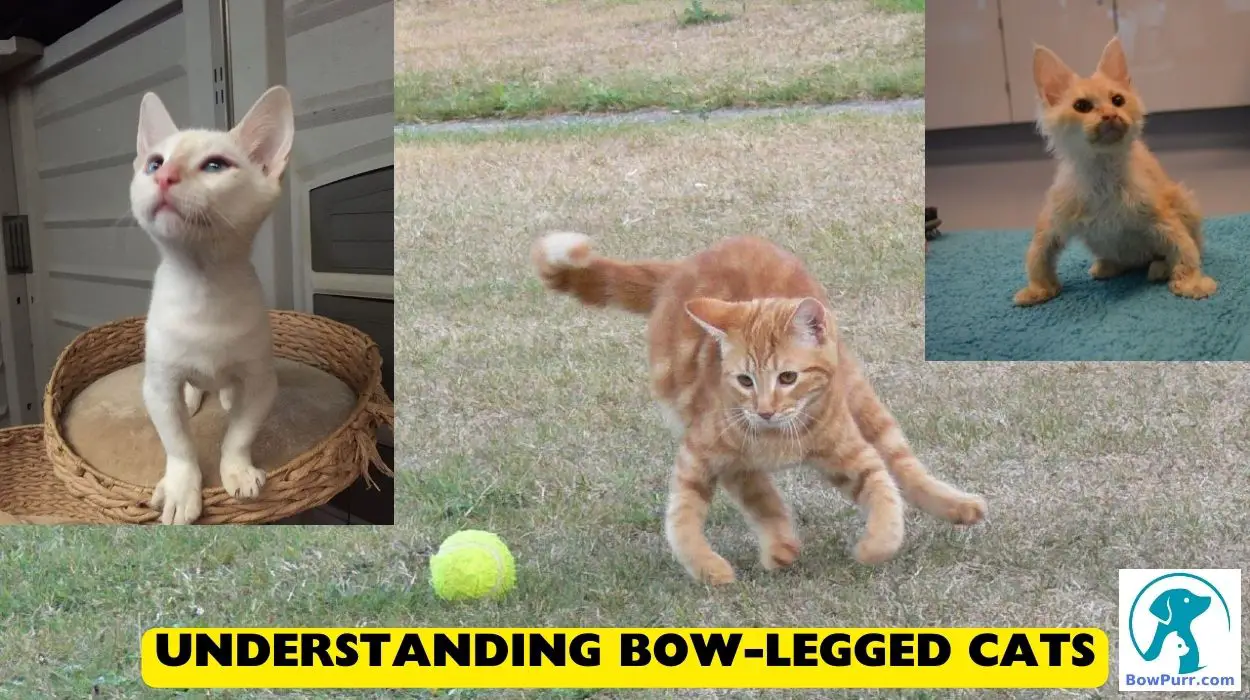 Understanding Bow-Legged Cats