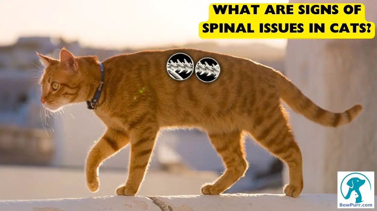 What Are Signs of Spinal Issues in Cats