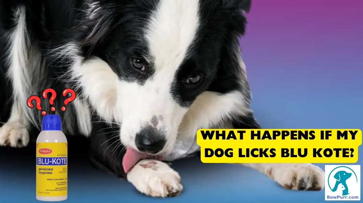 What Happens If My Dog Licks Blu Kote? BowPurr