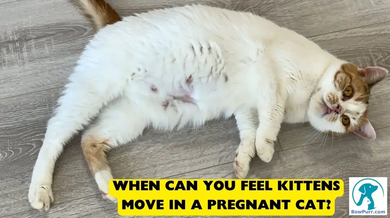 When Can You Feel Kittens Move In A Pregnant Cat