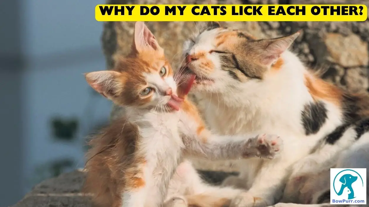 Why Do My Cats Lick Each Other