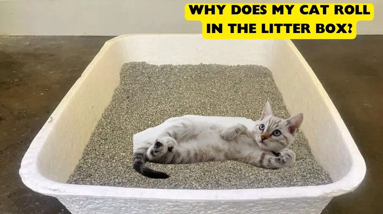 Why Does My Cat Roll in the Litter Box