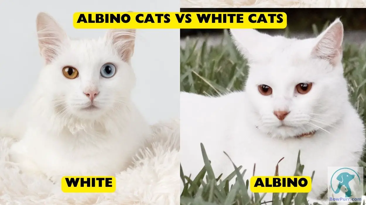 Albino Cats vs White Cats