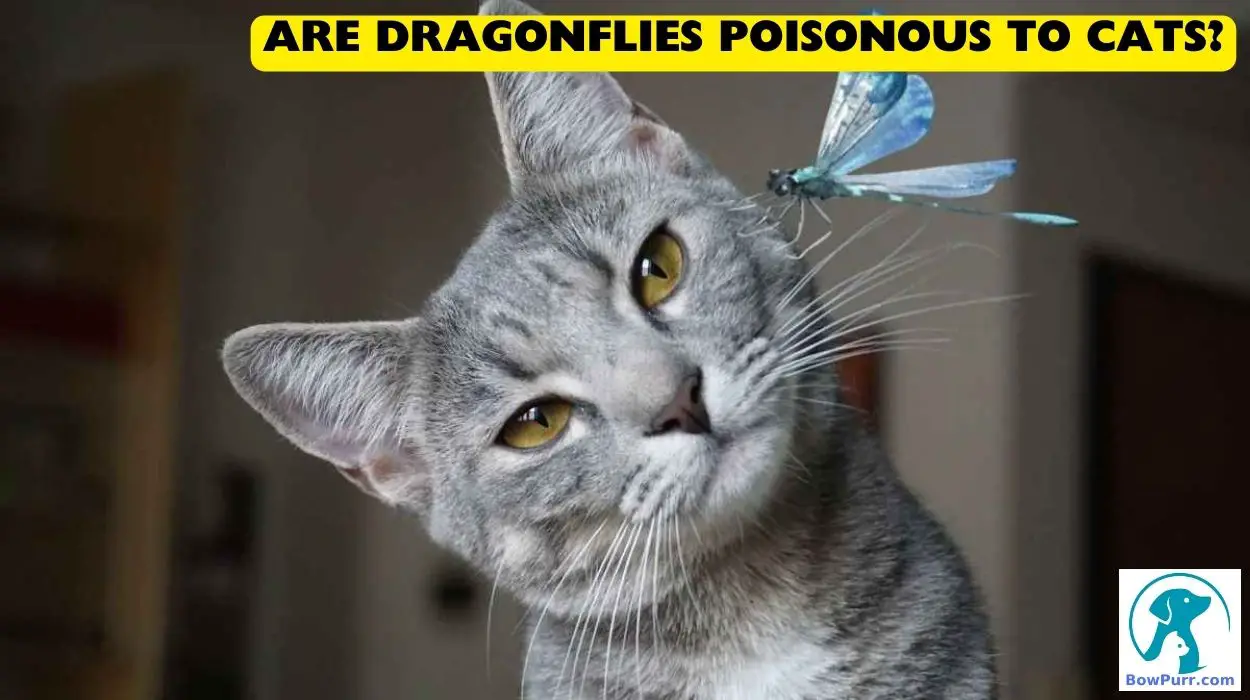 Are Dragonflies Poisonous to Cats