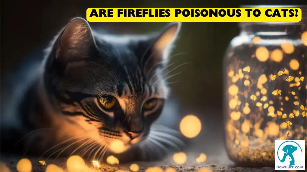 Are Fireflies Poisonous To Cats