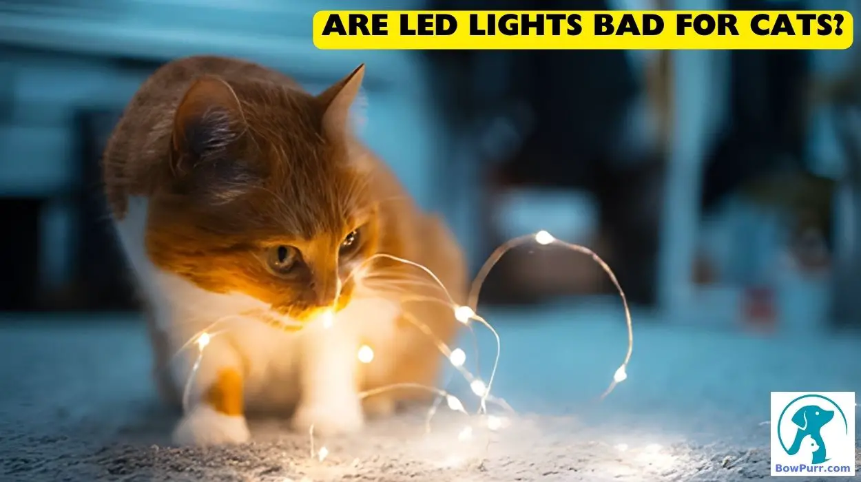 Are LED Lights Bad For Cats