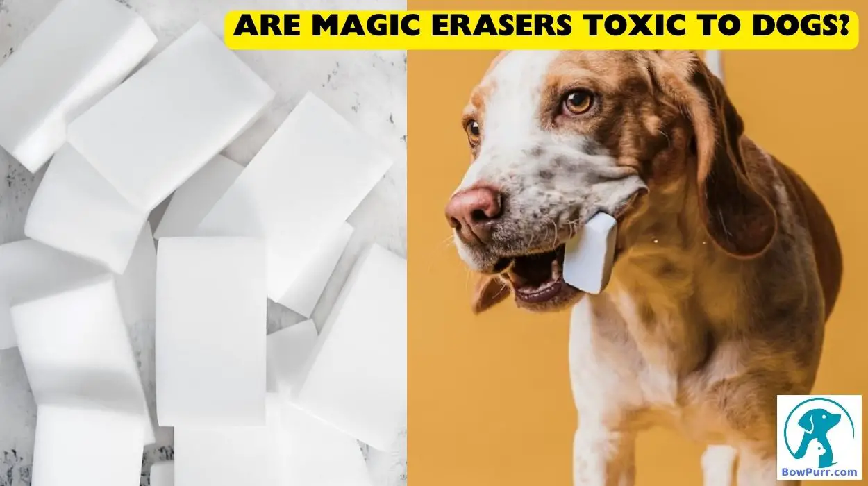 Are Magic Erasers Toxic To Dogs