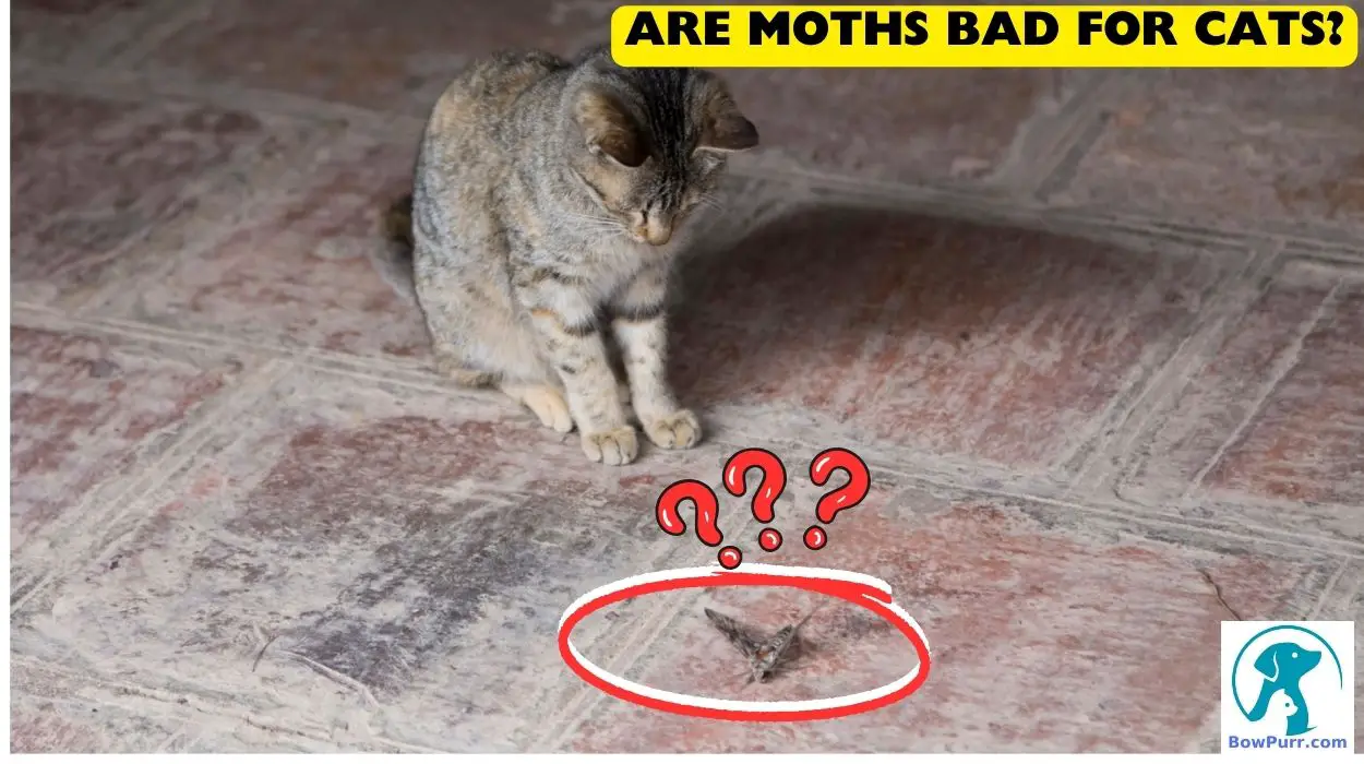 Are Moths Bad For Cats