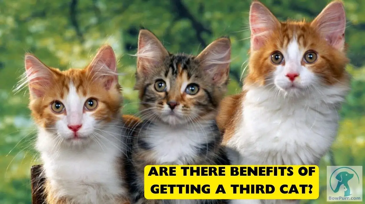 Are There Benefits Of Getting A Third Cat