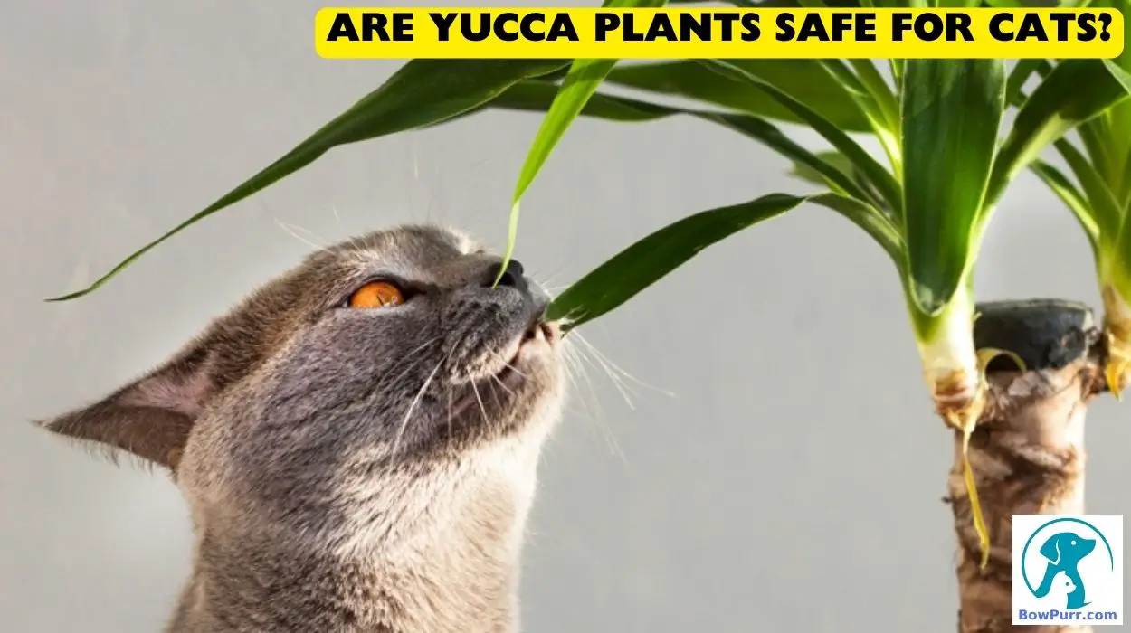 Are Yucca Plants Safe For Cats