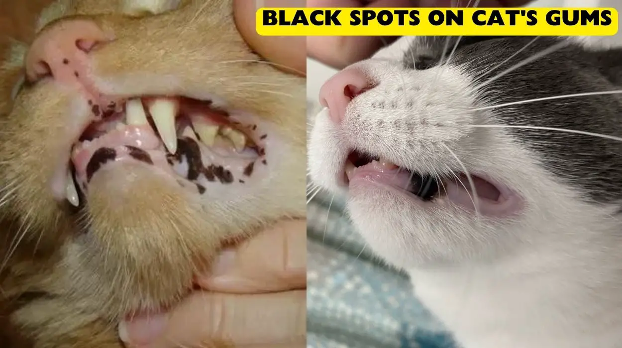 Black Spots On Cat's Gums