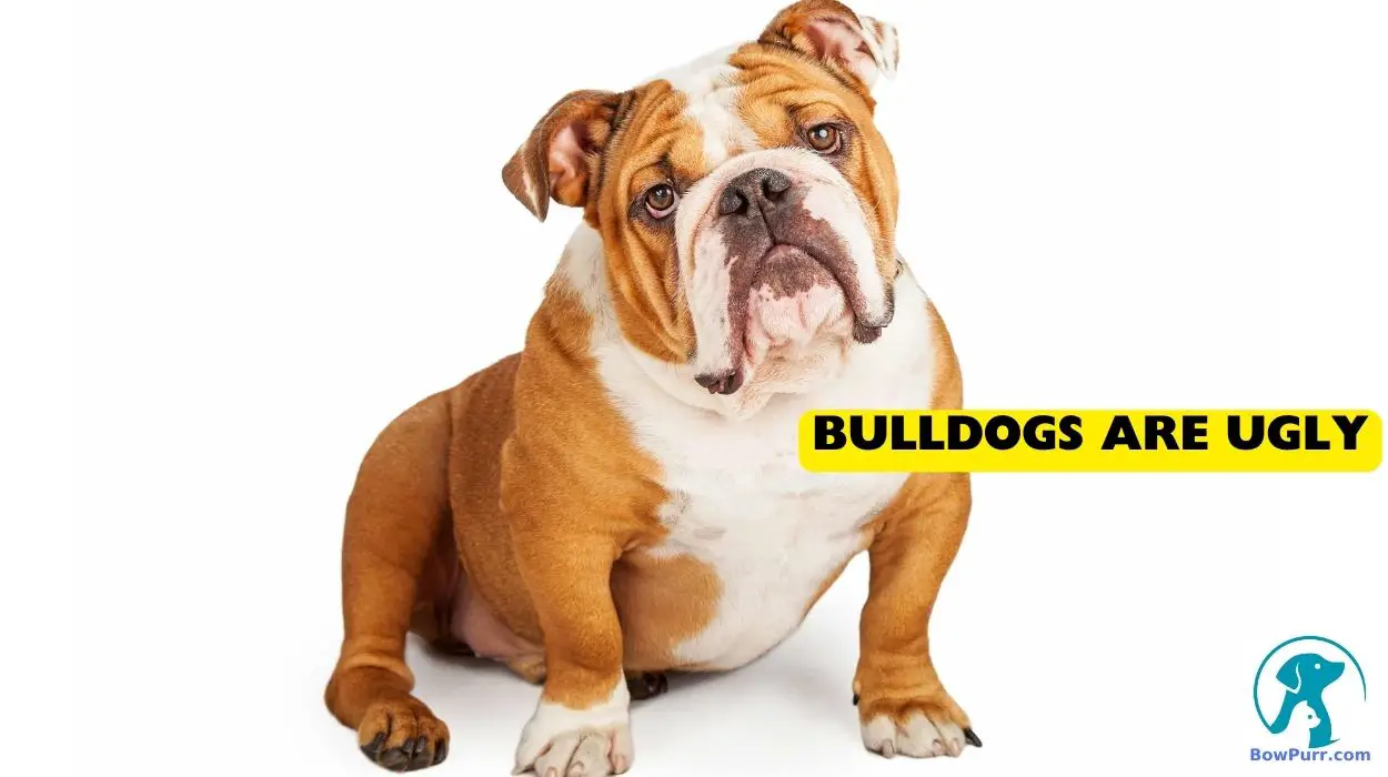Bulldogs Are Ugly