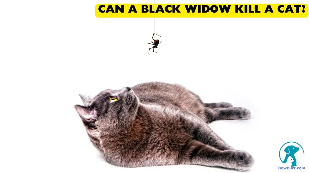 Can A Black Widow Kill A Cat