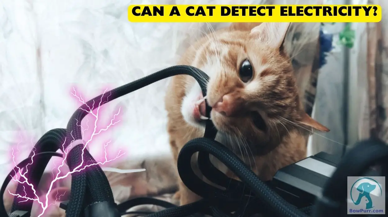 Can A Cat Detect Electricity