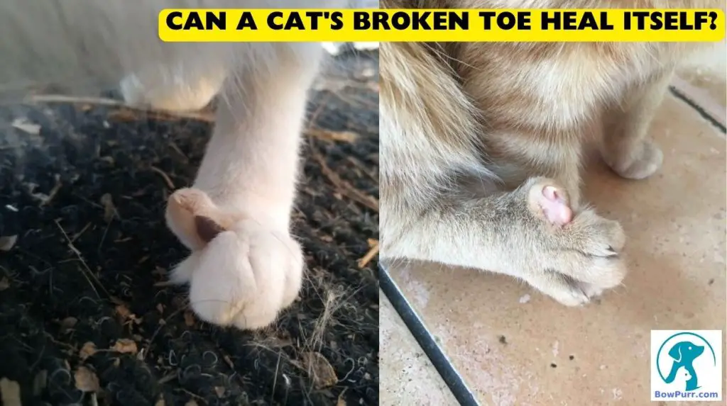 Can A Cat S Broken Toe Heal Itself