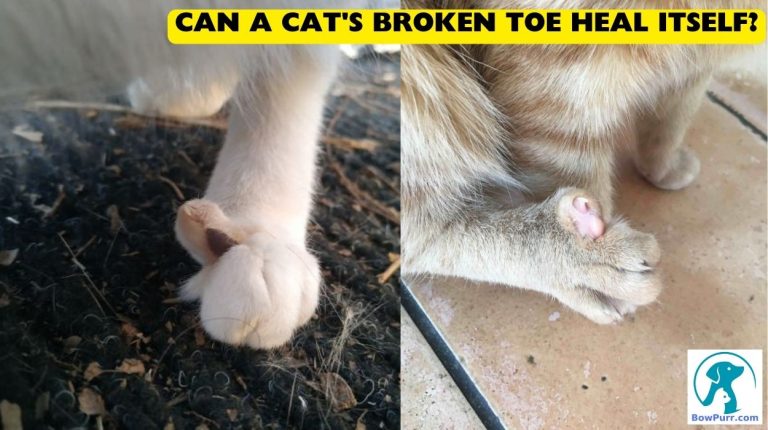 can-a-cat-s-broken-toe-heal-itself-bowpurr