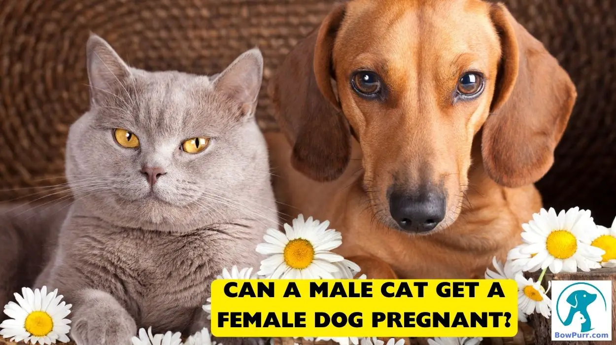 Can A Male Cat Get A Female Dog Pregnant