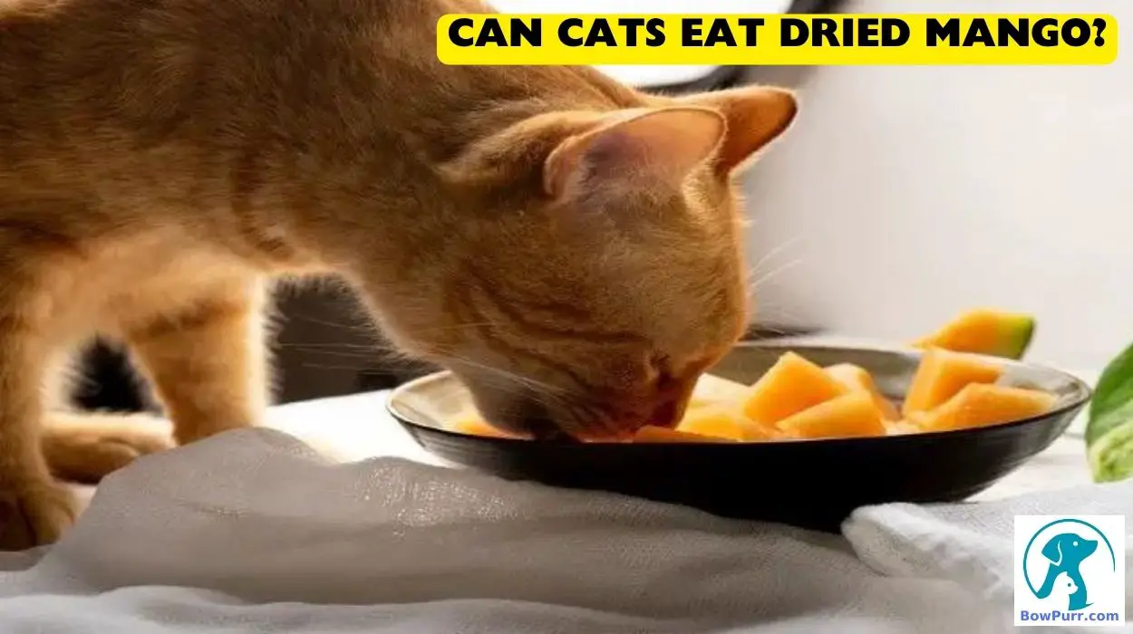Can Cats Eat Dried Mango