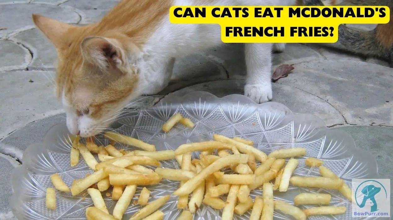 Can Cats Eat McDonald's French Fries