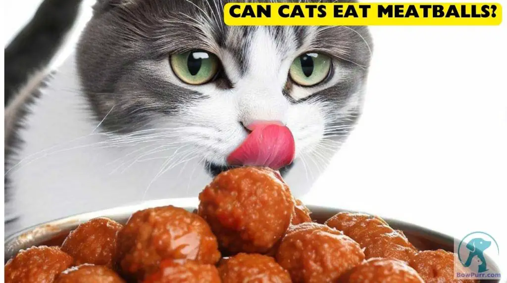 Can Cats Eat Meatballs A Guide for Cat Owners BowPurr