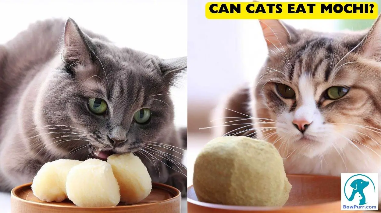 Can Cats Eat Mochi