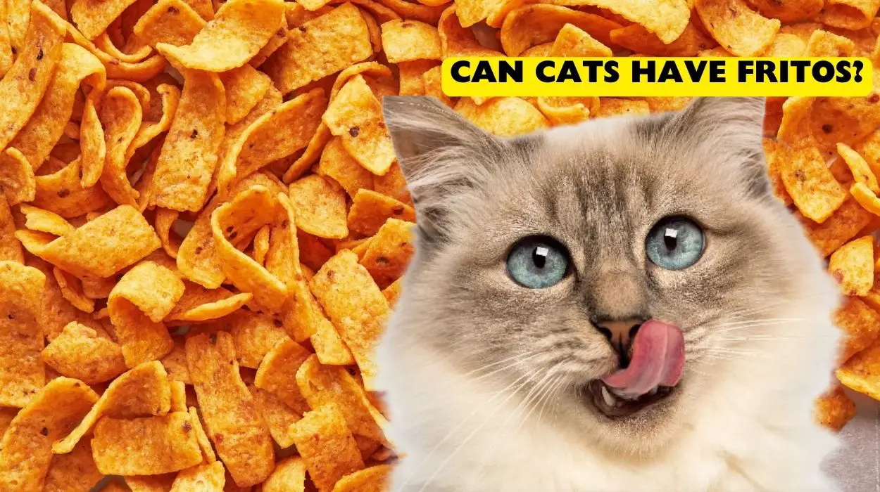 Can Cats Have Fritos
