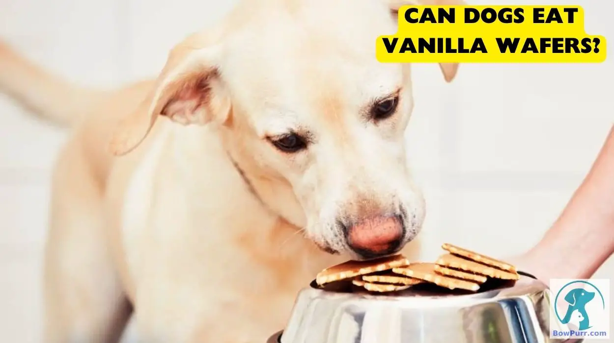 Can Dogs Eat Vanilla Wafers