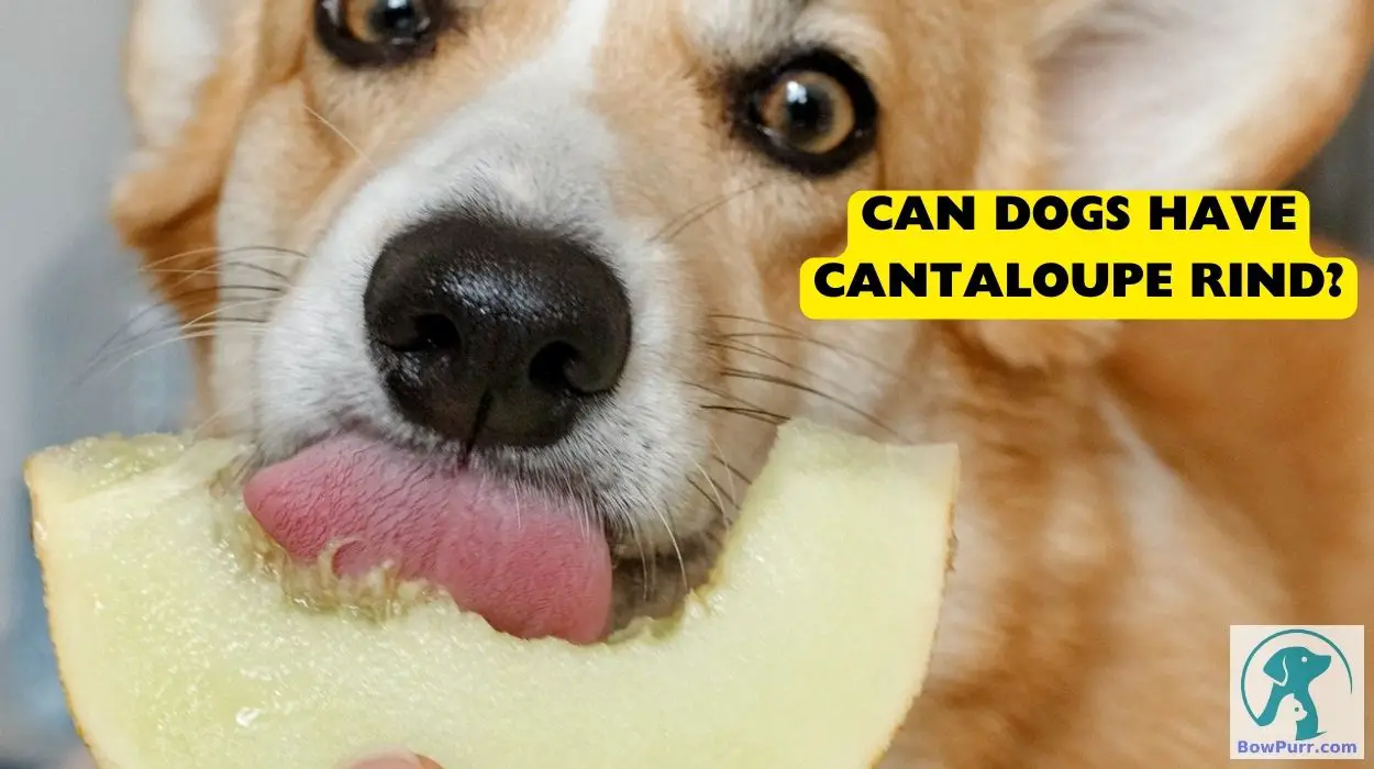 Can Dogs Have Cantaloupe Rind
